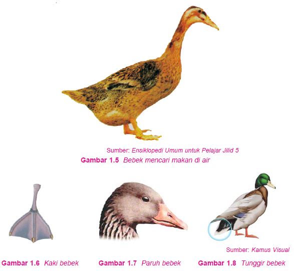 Perbedaan Itik dan Bebek: Informasi Lengkap