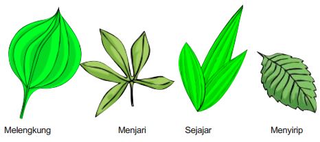 Macam-macam bentuk daun atau susunan tulang daun beserta contohnya - Pak  Mono