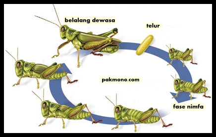 metamorfosis tidak sempurna pada belalang