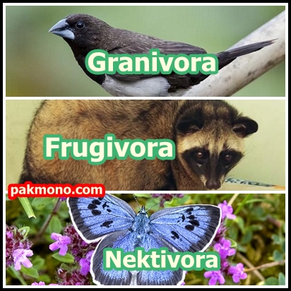 Pengertian granivora frugivora folivora dan nektivora